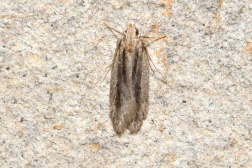 Réf. 214 399 : Mirificarma mulinella